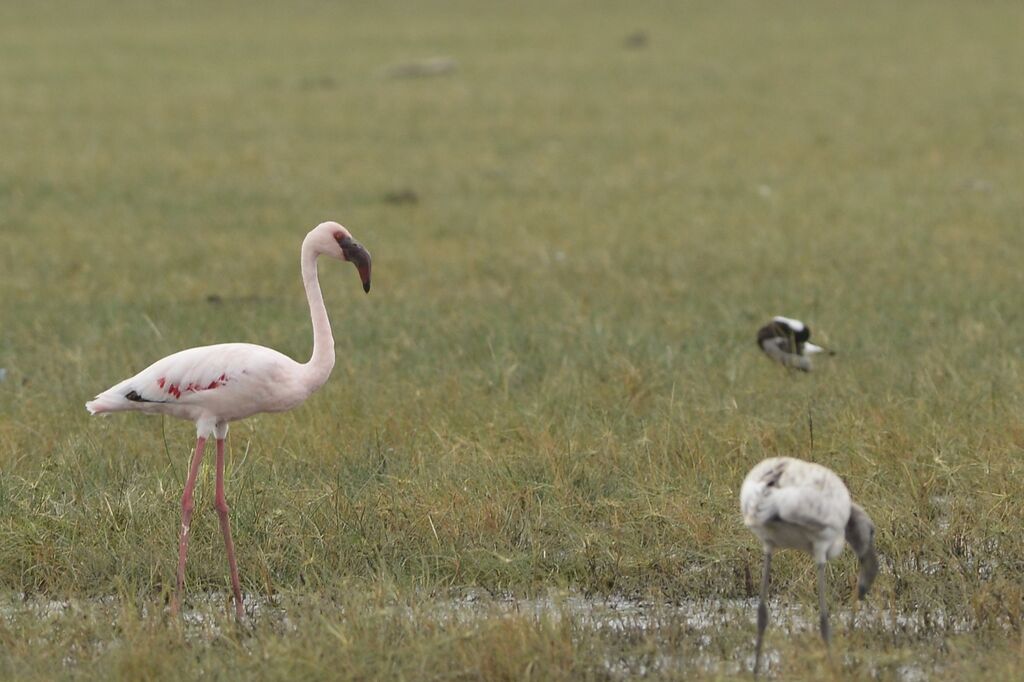 Lesser Flamingoadult