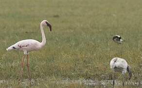 Lesser Flamingo