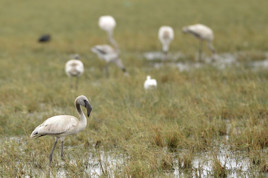 Lesser Flamingoimmature