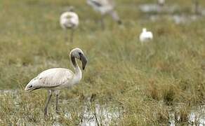 Lesser Flamingo