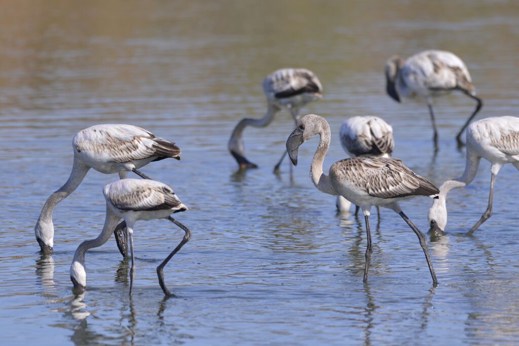 Flamant nainimmature, régime, mange