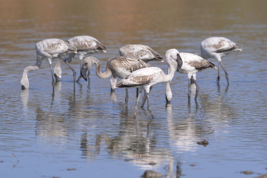 Lesser Flamingoimmature