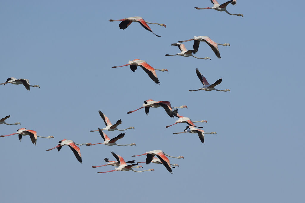 Greater Flamingo