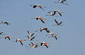 Flamant rose