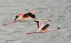 Greater Flamingo