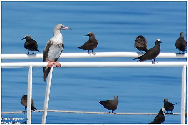 Fou à pieds rougesimmature, identification