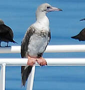 Red-footed Booby