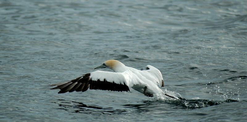 Australasian Gannet