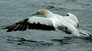 Australasian Gannet