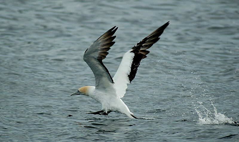 Australasian Gannet