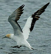 Australasian Gannet