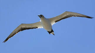 Australasian Gannet