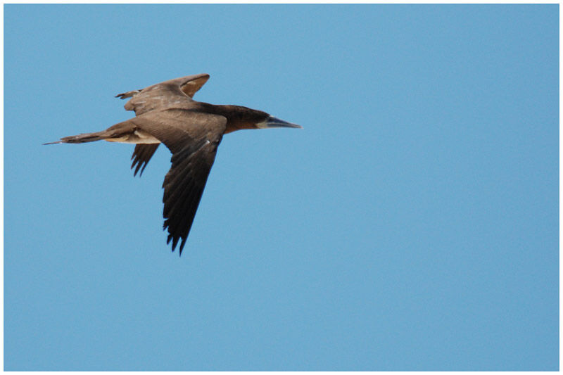 Brown Booby male adult breeding