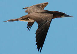 Brown Booby