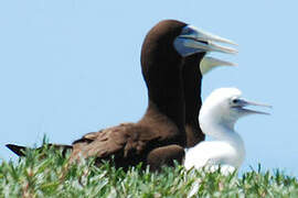 Brown Booby