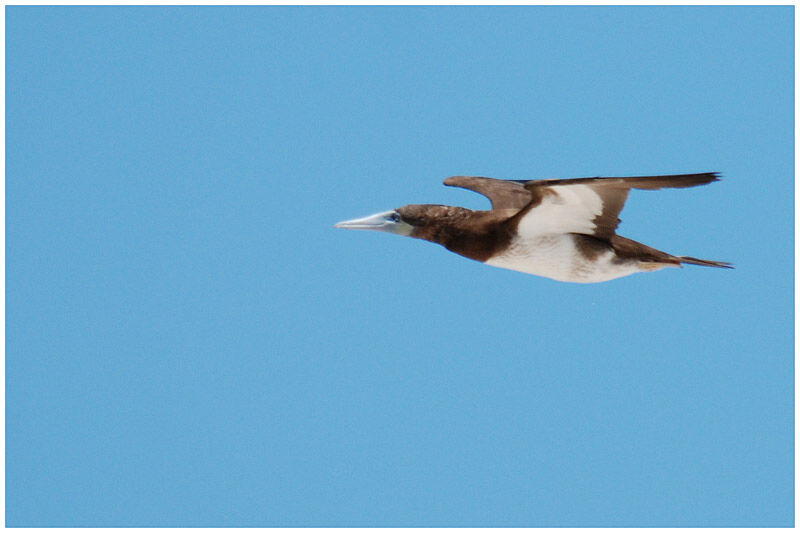 Brown Boobyimmature