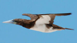 Brown Booby