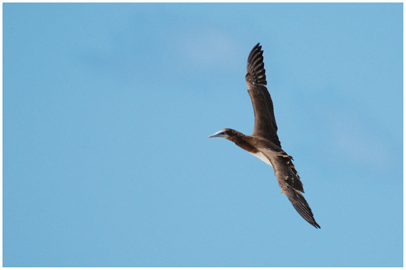 Brown Boobyimmature