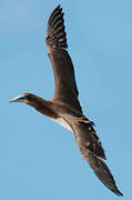 Brown Booby