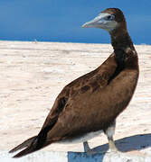 Brown Booby