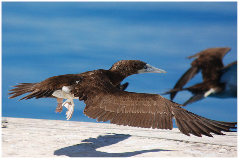 Brown Booby female adult