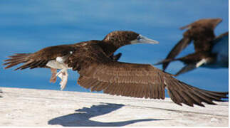 Brown Booby