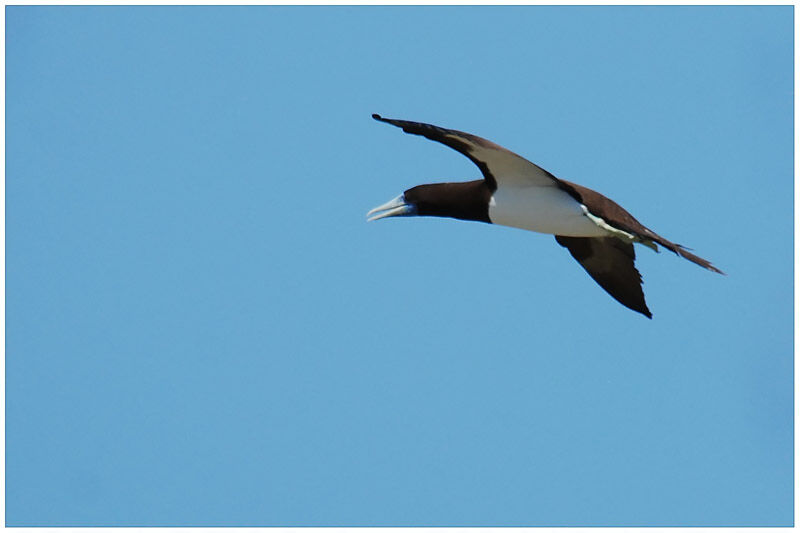 Brown Booby male adult breeding