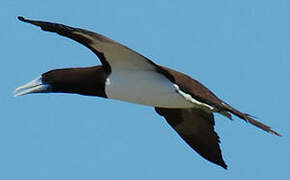 Brown Booby