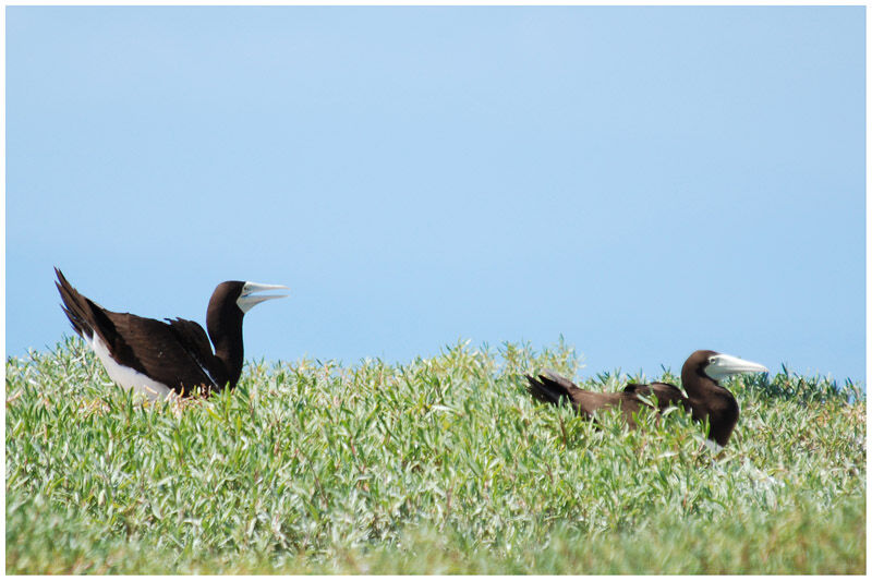 Brown Booby female adult breeding