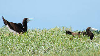 Brown Booby