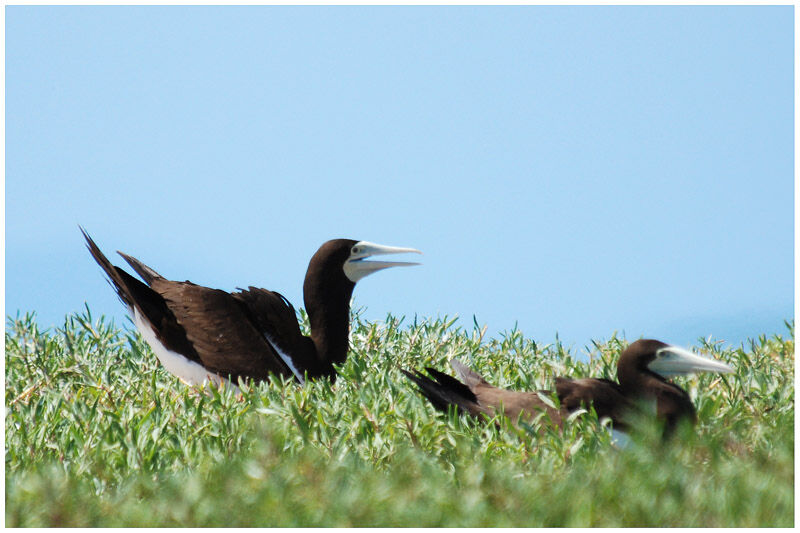 Brown Booby female adult breeding