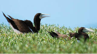 Brown Booby