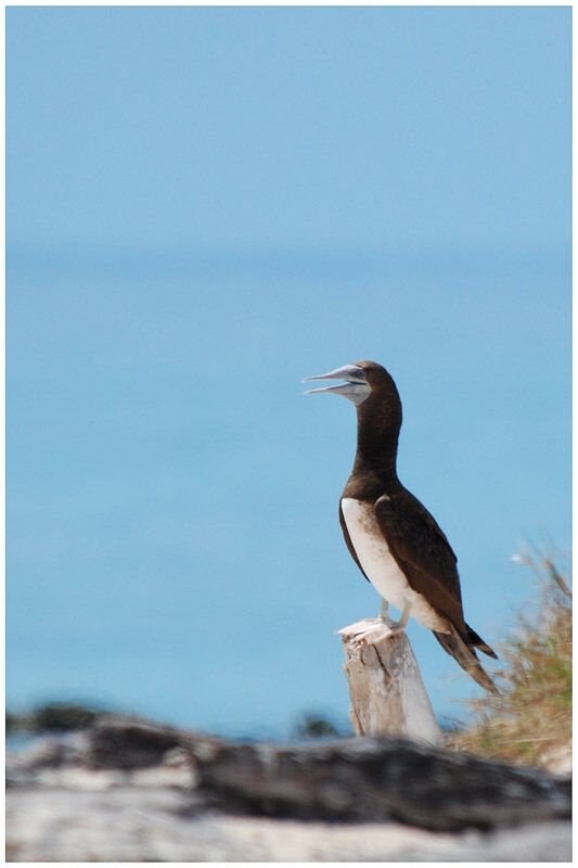 Brown Boobyimmature