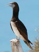 Brown Booby