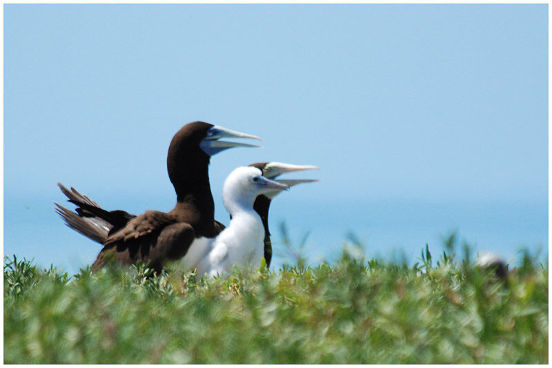 Brown Boobyadult breeding