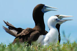 Brown Booby