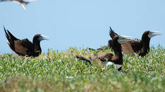 Brown Booby