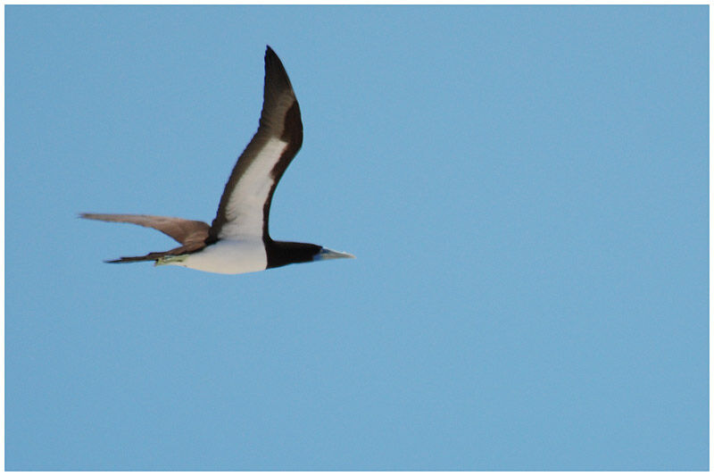 Brown Booby male adult breeding