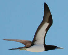 Brown Booby