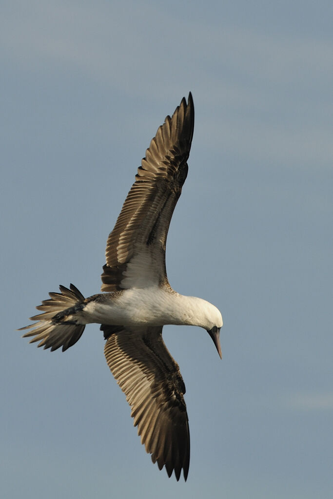 Peruvian Boobyadult, Flight