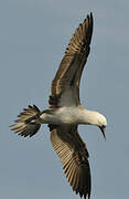 Peruvian Booby