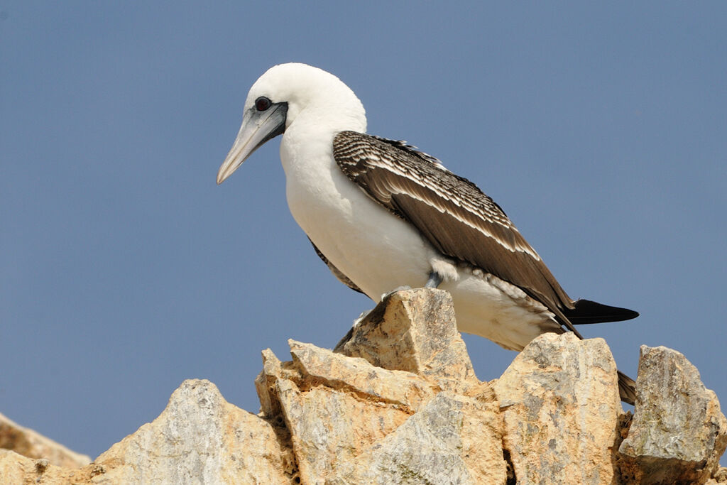 Fou variéadulte, identification