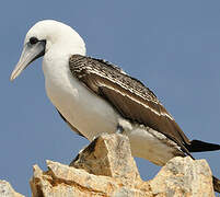 Peruvian Booby