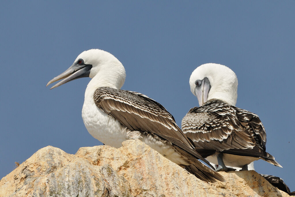 Peruvian Boobyadult, identification