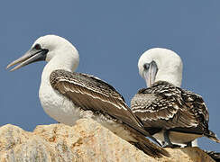 Peruvian Booby