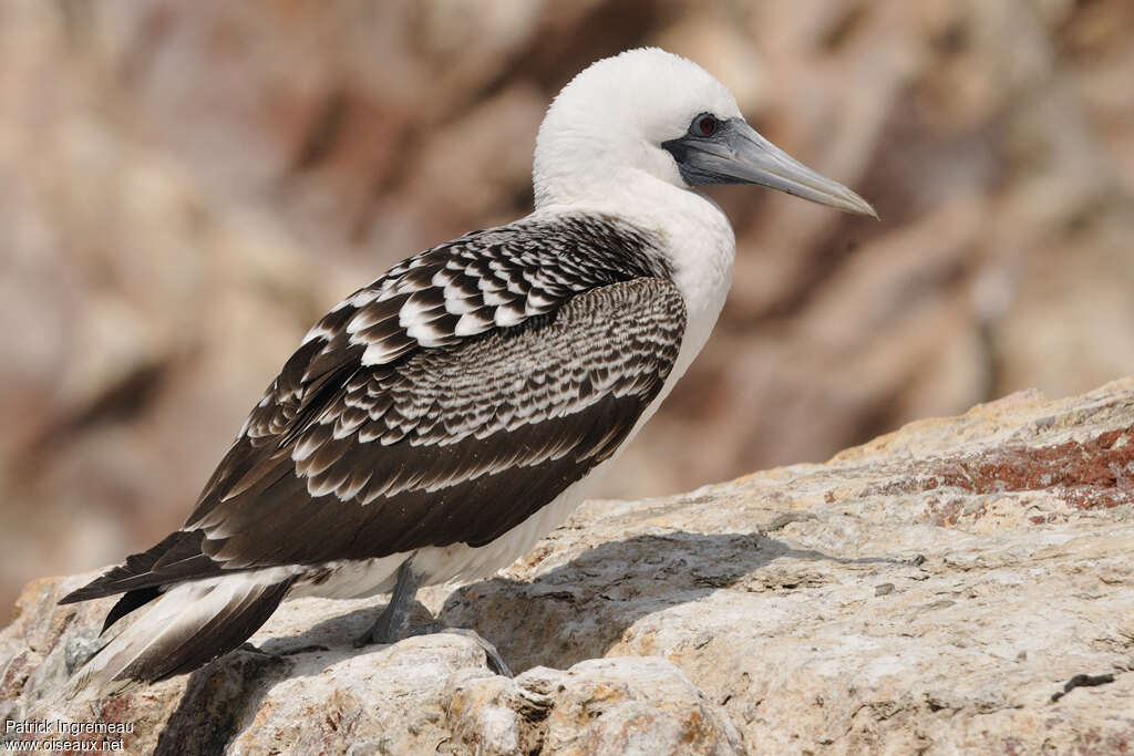 Peruvian Boobyadult, identification