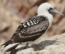 Peruvian Booby