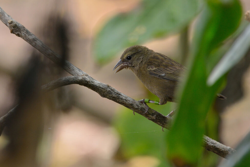 Foudi des Seychelles