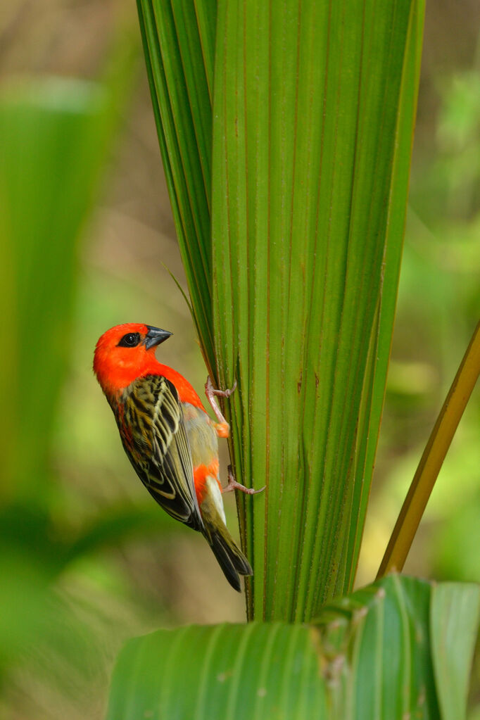 Red Fody male adult breeding