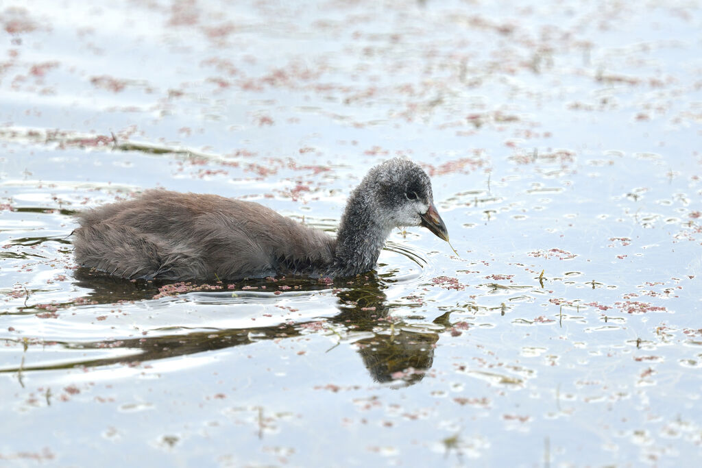 Foulque caronculéeimmature